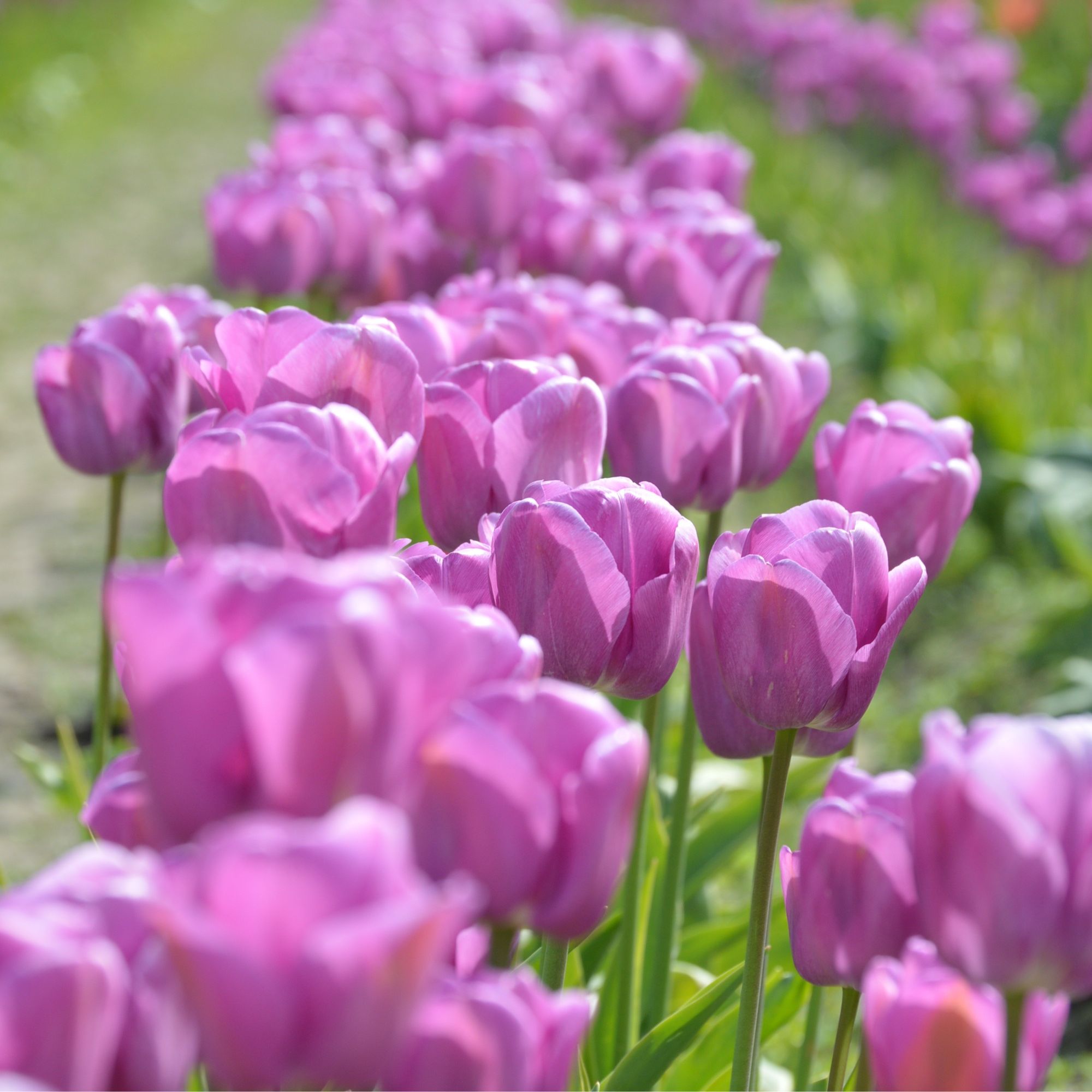 Tulip Flower Bulbs - 50 Bulbs - Darwin Hybrid - Purple Pride - Tulipa gesneriana - Perennial - Flower Garden Bulb Sets - Buy Bul